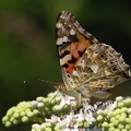 Distelfalter (Vanessa cardui)